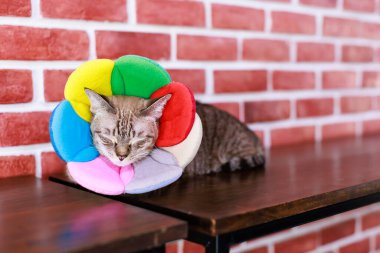 Yakın plan, yerli çizgili tekir kedi yavrusu, steyşın kedi, sarı yeşil gözlü, renkli çiçekli tasmalı, ahşap duvara uzanmış vaziyette..