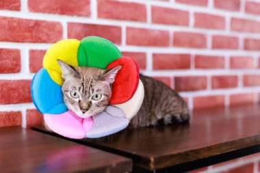 Yakın plan, yerli çizgili tekir kedi yavrusu, steyşın kedi, sarı yeşil gözlü, renkli çiçekli tasmalı, ahşap duvara uzanmış vaziyette..