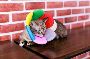 Yakın plan, yerli çizgili tekir kedi yavrusu, steyşın kedi, sarı yeşil gözlü, renkli çiçekli tasmalı, ahşap duvara uzanmış vaziyette..