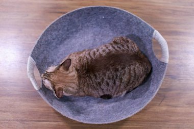 Yakından bakınca, olgun safkan aylak kahverengi ve gri çizgili kedi yavrusu. Yeşil gözlü kedi. Evdeki yemek odasındaki ahşap yemek masasında saklanıyor..