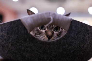 Yakından bakınca, olgun safkan aylak kahverengi ve gri çizgili kedi yavrusu. Yeşil gözlü kedi. Evdeki yemek odasındaki ahşap yemek masasında saklanıyor..