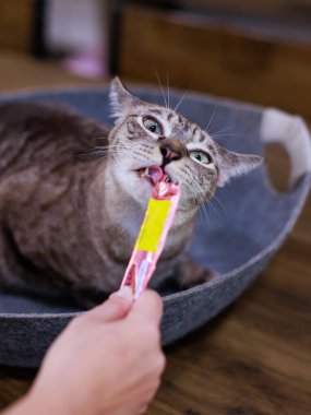 Yakından bakınca, olgun safkan, küçük kahverengi çizgili, mavi gözlü kedi yavrusu ahşap masaya oturmuş, kedi maması yalıyor, tanınmayan sahibinin elini yalıyor..