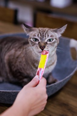 Yakından bakınca, olgun safkan, küçük kahverengi çizgili, mavi gözlü kedi yavrusu ahşap masaya oturmuş, kedi maması yalıyor, tanınmayan sahibinin elini yalıyor..