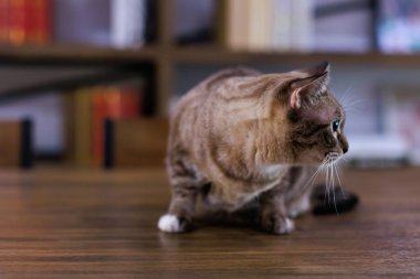 Yakından bakınca olgun safkan bir kedi yavrusu, küçük kahverengi ve gri çizgili, mavi gözlü kedi ahşap masada poz veriyor.