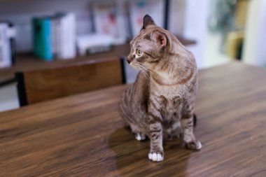 Yakından bakınca olgun safkan bir kedi yavrusu, küçük kahverengi ve gri çizgili, mavi gözlü kedi ahşap masada poz veriyor.