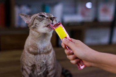 Yakından bakınca, olgun safkan, küçük kahverengi çizgili, mavi gözlü kedi yavrusu ahşap masaya oturmuş, kedi maması yalıyor, tanınmayan sahibinin elini yalıyor..