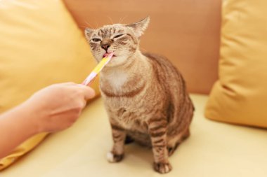 Yakından bakınca, olgun safkan küçük kahverengi ve gri çizgili kedi yavrusu mavi gözlü rahat koltukta oturuyor, kanepede oturuyor tanınmayan sahibinin elinden kedi maması yalıyor.