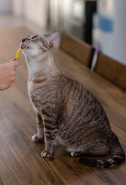 Yakından bakınca, olgun safkan, küçük kahverengi çizgili, mavi gözlü kedi yavrusu ahşap masaya oturmuş, kedi maması yalıyor, tanınmayan sahibinin elini yalıyor..