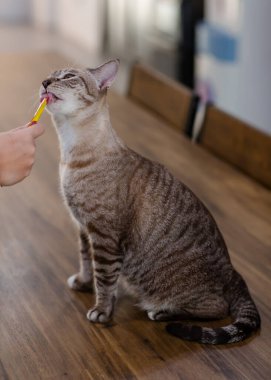 Yakından bakınca, olgun safkan, küçük kahverengi çizgili, mavi gözlü kedi yavrusu ahşap masaya oturmuş, kedi maması yalıyor, tanınmayan sahibinin elini yalıyor..