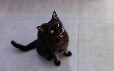 Olgun, küçük, yerli, saf kedi yavrusu, sarı gözlü evcil kedi, fayans zemininde oturmuş, evin içindeki kameraya bakıyor..