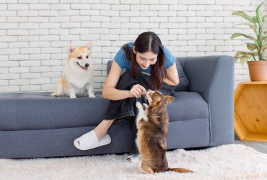 Asyalı genç ve güzel bir kadının portresi kanepede oturup tatlı Corgi sosislisine ve Chihuahua köpeğine atıştırmalık ikram eden mutlu bir gülümseme oturma odası konseptinde hayvancılık oynayan bir aşk arkadaşı.