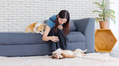 Genç Asyalı güzel kadının portresi koltukta oturup tatlı Galli Corgi köpeği ve Chihuahua köpeği oynayan mutlu gülümseme oturma odası konseptiyle yaşam tarzını kucaklayan sevgi dolu evcil hayvan arkadaşınla eğlen.