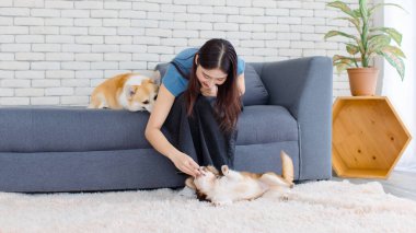 Genç Asyalı güzel kadının portresi koltukta oturup tatlı Galli Corgi köpeği ve Chihuahua köpeği oynayan mutlu gülümseme oturma odası konseptiyle yaşam tarzını kucaklayan sevgi dolu evcil hayvan arkadaşınla eğlen.