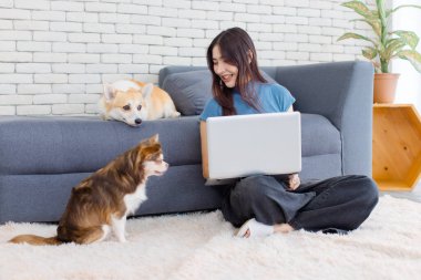 Asyalı genç ve güzel bir kadın mutlu bir gülümseme dizüstü bilgisayarla şirin Galli corgi ve chihuahua köpeğiyle evde oturma odasında oturmuş, hayvan hayatı konsepti oynayarak, evcil hayvan arkadaşından keyif alıyor..