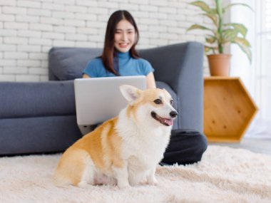Yaklaş, sevimli Galli Corgi köpeği. Asyalı güzel bir kadınla kameraya bak. Mutlu gülümse. Dizüstü bilgisayarını kullan, oturma odasında otur..