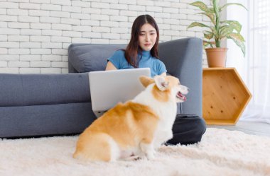 Yaklaş, sevimli Galli Corgi köpeği. Asyalı güzel bir kadınla kameraya bak. Mutlu gülümse. Dizüstü bilgisayarını kullan, oturma odasında otur..