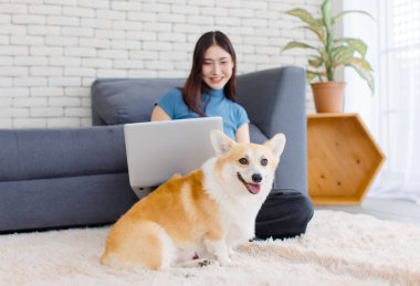 Yaklaş, sevimli Galli Corgi köpeği. Asyalı güzel bir kadınla kameraya bak. Mutlu gülümse. Dizüstü bilgisayarını kullan, oturma odasında otur..