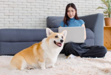 Yaklaş, sevimli Galli Corgi köpeği. Asyalı güzel bir kadınla kameraya bak. Mutlu gülümse. Dizüstü bilgisayarını kullan, oturma odasında otur..