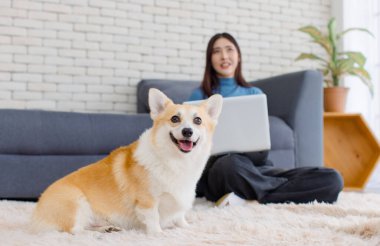 Yaklaş, sevimli Galli Corgi köpeği. Asyalı güzel bir kadınla kameraya bak. Mutlu gülümse. Dizüstü bilgisayarını kullan, oturma odasında otur..