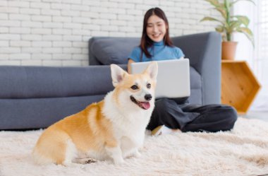 Yaklaş, sevimli Galli Corgi köpeği. Asyalı güzel bir kadınla kameraya bak. Mutlu gülümse. Dizüstü bilgisayarını kullan, oturma odasında otur..