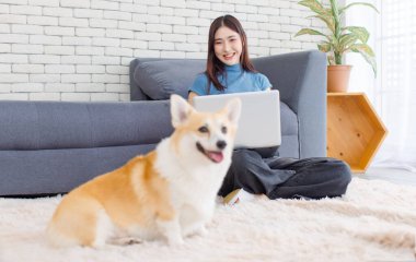 Yaklaş, sevimli Galli Corgi köpeği. Asyalı güzel bir kadınla kameraya bak. Mutlu gülümse. Dizüstü bilgisayarını kullan, oturma odasında otur..