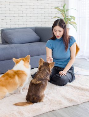 Genç Asyalı güzel kadının portresi yerde oturup tatlı Galli Corgi ve Chihuahua köpeğini eğitirken mutlu bir gülümseme ev konseptinde hayvanlar yaşam tarzıyla eğleniyor.