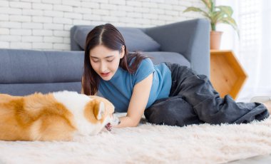 Asyalı genç ve güzel bir kadının mutlu gülümsemesi sevimli bir Galli Corgi köpeğine sarılırken evdeki konsept yaşam tarzında halı ve yerde hayvancılık oynarken.