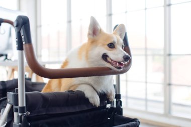 Şirin kahverengi Galli Corgi Köpeği 'nin yakın plan fotoğrafı. Rahat bir bebek arabasında oturup ev sahibine bakıyor. Seyahat konsepti hazırlıyor..