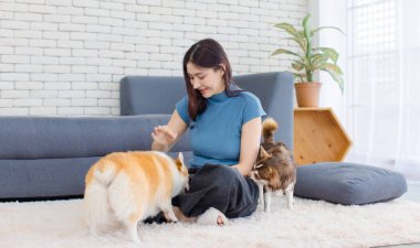 Asyalı genç ve güzel bir kadının portresi mutlu bir gülümseme halı zemininde oturmuş tatlı Galli Corgi ve Chihuahua köpekleri oynuyorlar ev konsepti arkadaşlık hayvanları yaşam tarzının keyfini çıkarın evcil hayvan arkadaşlığı