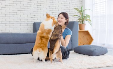 Asyalı genç ve güzel bir kadının portresi mutlu bir gülümseme halı zemininde oturmuş tatlı Galli Corgi ve Chihuahua köpekleri oynuyorlar ev konsepti arkadaşlık hayvanları yaşam tarzının keyfini çıkarın evcil hayvan arkadaşlığı