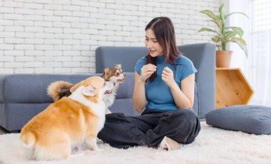 Asyalı genç ve güzel bir kadının portresi mutlu bir gülümseme halı zemininde oturmuş tatlı Galli Corgi ve Chihuahua köpekleri oynuyorlar ev konsepti arkadaşlık hayvanları yaşam tarzının keyfini çıkarın evcil hayvan arkadaşlığı