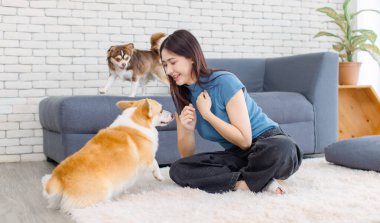 Asyalı genç ve güzel bir kadının portresi mutlu bir gülümseme halı zemininde oturmuş tatlı Galli Corgi ve Chihuahua köpekleri oynuyorlar ev konsepti arkadaşlık hayvanları yaşam tarzının keyfini çıkarın evcil hayvan arkadaşlığı