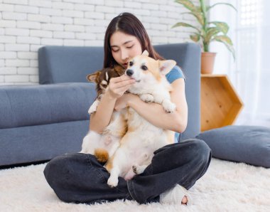 Asyalı genç ve güzel bir kadın gülümsüyor yanak yanağa sarılıyor tatlı Galli Corgi ve Chihuahua köpeği oturma odasında oturmuş hayvancılık oynuyor yaşam tarzını kucaklıyor, sevgi dolu, evcil hayvan arkadaşından keyif alıyor.