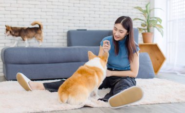 Asyalı genç ve güzel bir kadın mutlu bir gülümseme, şirin bir Galli mantar köpeği ile evde halı döşemesinde komik bir şekilde oturuyor, arkadaşlık hayatı konsepti, sevgi dolu hayvanlarla vakit geçirmenin keyfini çıkarıyor.