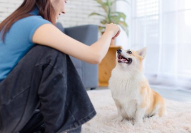 Asyalı genç ve güzel bir kadın mutlu bir gülümseme. Oturma odasında hayvancılık oynayan şirin bir Galli Corgi köpeğine atıştırmalık veriyor. En iyi arkadaş, hayvanların yaşam tarzını dengeliyor..