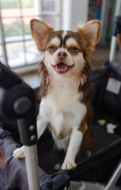 Şirin, kahverengi, uzun saçlı, chihuahua köpeğinin fotoğrafı. Rahat bir bebek arabasında oturup ev sahibine bakıyor. Konsept eğitimine hazırlanıyor..