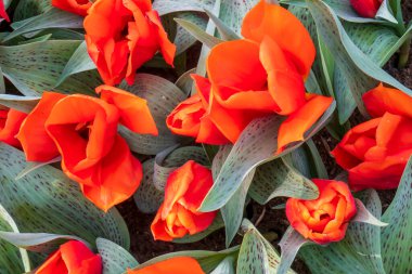 Lisse 'deki parkta yaprakları güzel koyu kırmızı laleler.