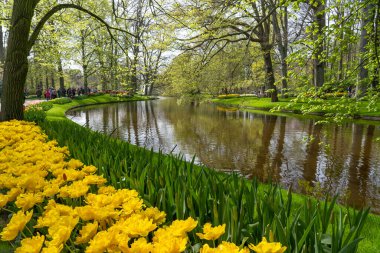 Bu kanal boyunca Hollanda 'nın Lisse kentindeki bir parkta genç yaprakları ve lale tarlaları olan yaşlı ağaçlar bulunur.