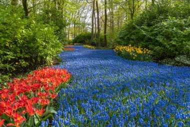Binlerce Muscari çiçeğinden oluşan güzel mavi bir nehir Hollanda, Lisse 'deki bir parkta kırmızı laleler ve sarı nergis tarlalarını geçiyor.