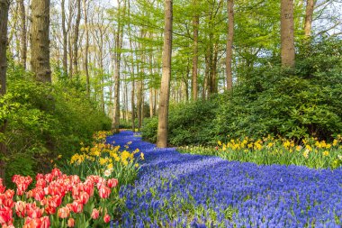 Hollanda, Lisse 'de bir parkta kırmızı-beyaz laleler ve sarı nergislerle dolu güzel mavi bir Muscari nehri.