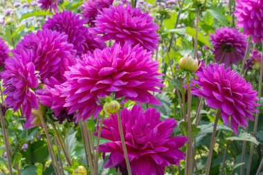 Hollanda, Almere 'de bahçıvanlık sergisinde sonbaharda çok güzel yıldız çiçekleri sergileniyor.