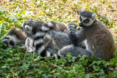 Bu halka kuyruklu lemurlar ailesi Hollanda 'daki Alphen aan den Rijn' de bir kuş parkında toplanıyor.