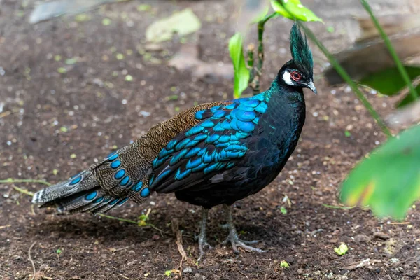 Hollanda 'nın Alphen aan den Rijn kentindeki bir parkta bulunan bu Palawan tavus kuşu sülünü (Polyplectron Napoleonis) yüksek derecede yanardöner mavi-mor, metalik yeşil turkuaz sırt tüyüne sahiptir.