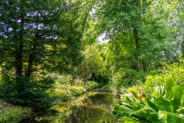 Hollanda, Rotterdam 'da bir botanik bahçesindeki bu hendeğin kıyıları güzel çalılar ve ağaçlarla kaplıdır.