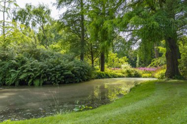 Bu hendek, Hollanda, Rotterdam 'daki bir botanik bahçesindeki büyük eğreltiotlarının ve zengin bir ağaç çeşitliliğinin yanından geçiyor.