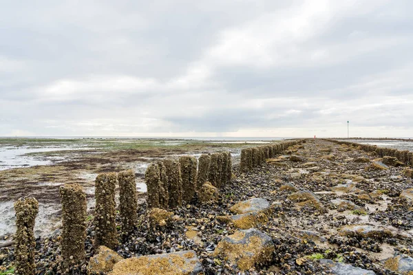 Wadden Adası hendeği boyunca kuruyan deniz kabuklarıyla dolu bir dalgakıran.