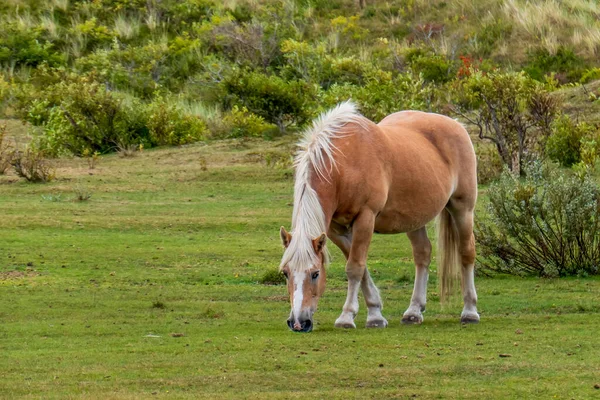 Grazing Horse Dune Area Wadden Island Vlieland — Stock Photo, Image