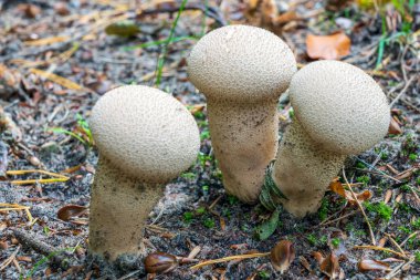 De Horsten Park, Wassenaar 'da yaygın bir tütsü topu ya da şeytan enfiye kutusu (Lycoperdon perlatum) üçlüsü