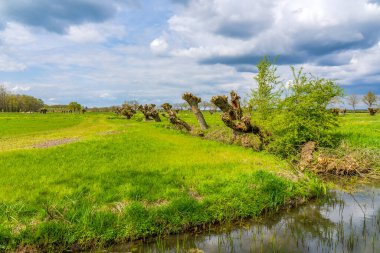 Güzel bulutlu gökyüzü ve Hollanda 'nın Betuwe bölgesinde bir hendek boyunca yakın zamanda kirlenmiş söğütler.