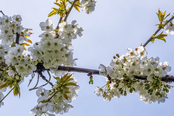 Hollanda Betuwe Kirazların Güzel Beyaz Çiçekleri Stok Fotoğraf